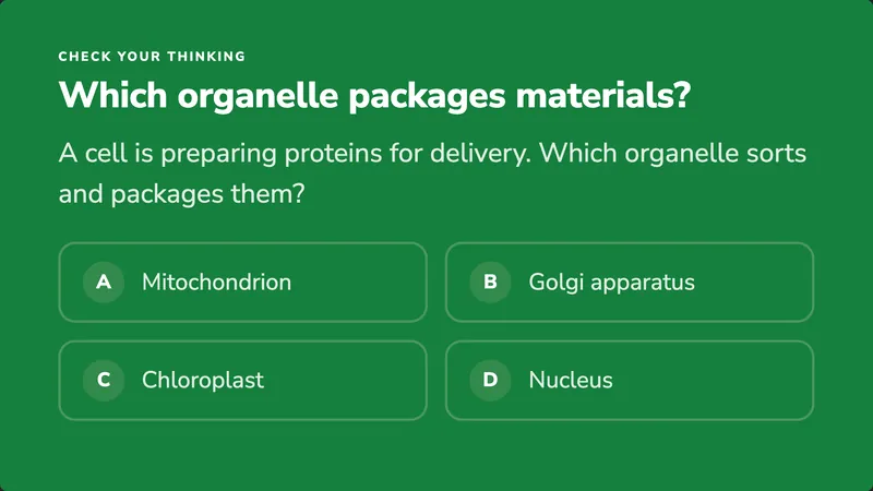 Quiz: Which organelle packages materials? Four answer choices.